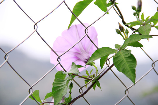 春天盛开的牵牛花