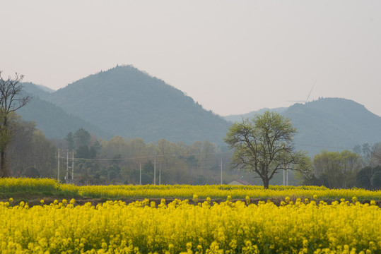 油菜花