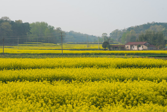 油菜花