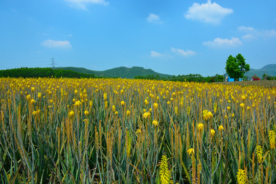 芦荟庄园风景