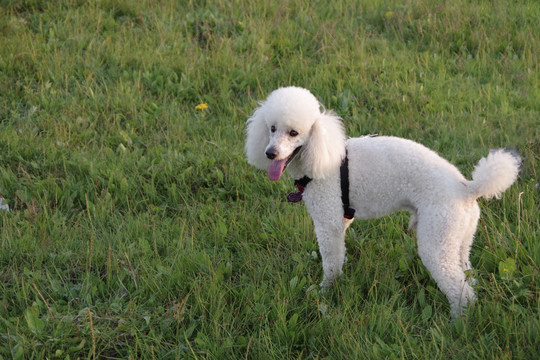 贵宾犬贵妇犬