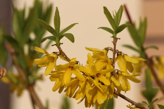 春天盛开怒放的黄色的连翘花