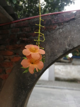 凌霄花