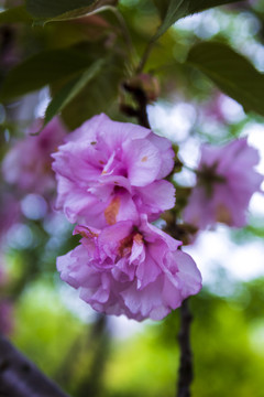 杜鹃花