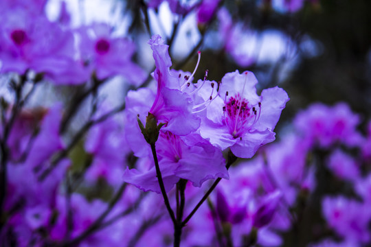 紫杜鹃