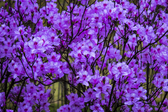 紫杜鹃
