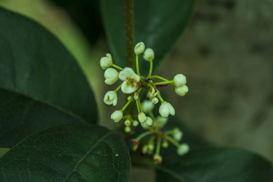 桂花