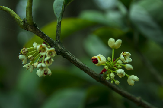 桂花