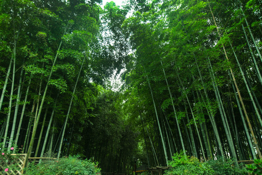 竹林