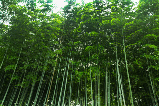 竹林