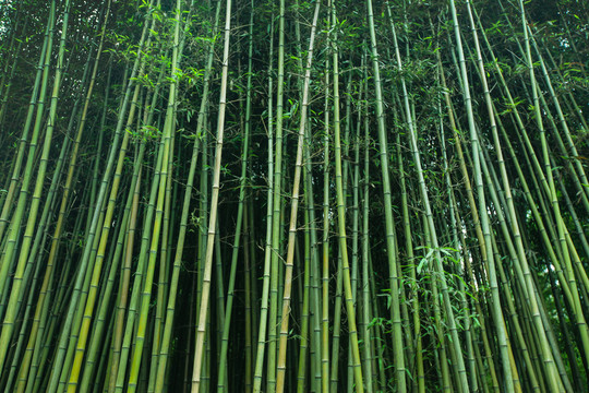 竹林