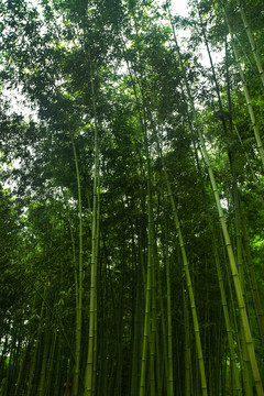 竹林