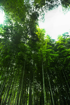 竹林