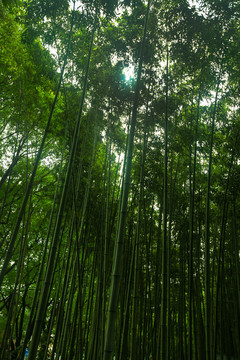 竹林