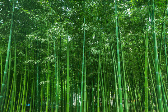 竹林