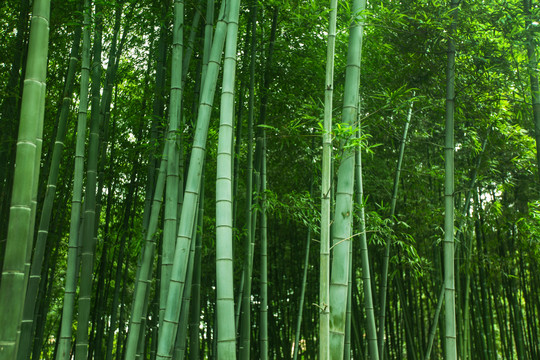 竹林