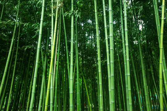 竹林