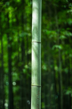 绿竹子