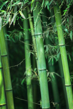竹林