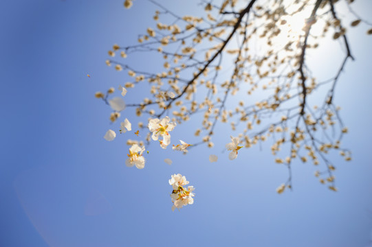 落花杏花