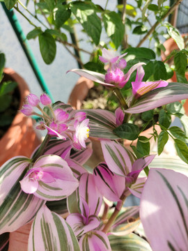 油画吊兰开花花苞花蕾