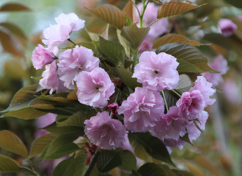 樱花