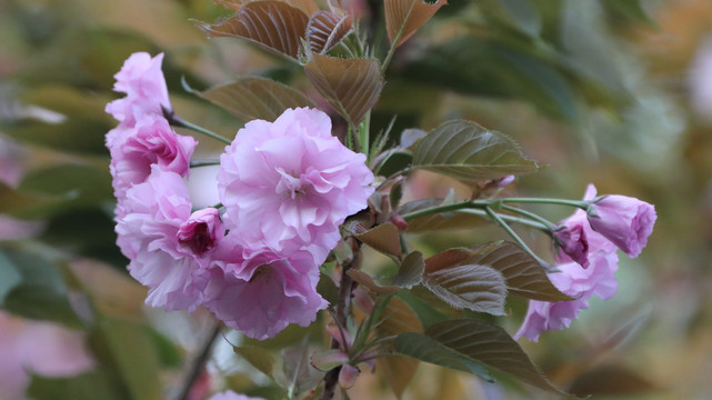 樱花
