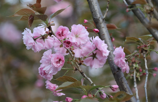 樱花
