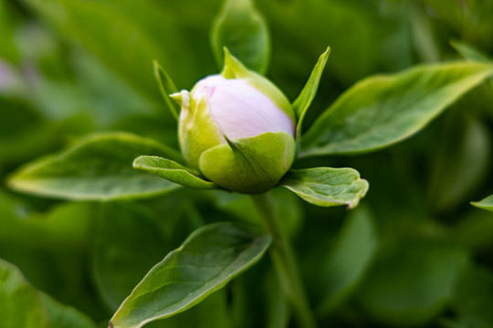 白牡丹花蕾