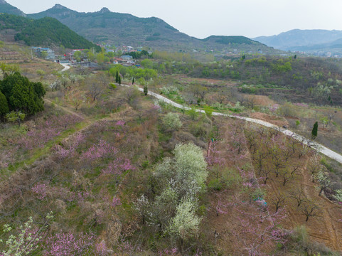 航拍济南锦绣川的桃花