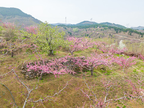 航拍济南锦绣川的桃花