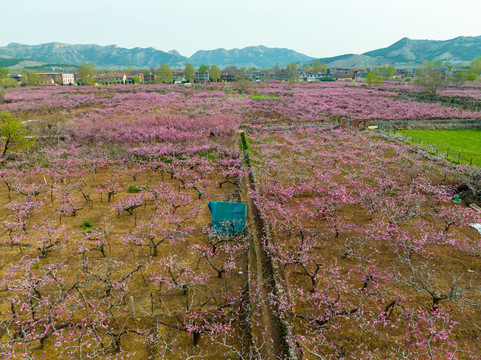 航拍济南仲宫东泉卢村万亩桃花