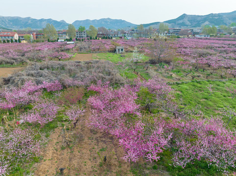 航拍济南仲宫东泉卢村万亩桃花