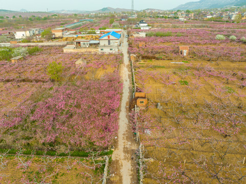 航拍济南仲宫东泉卢村万亩桃花