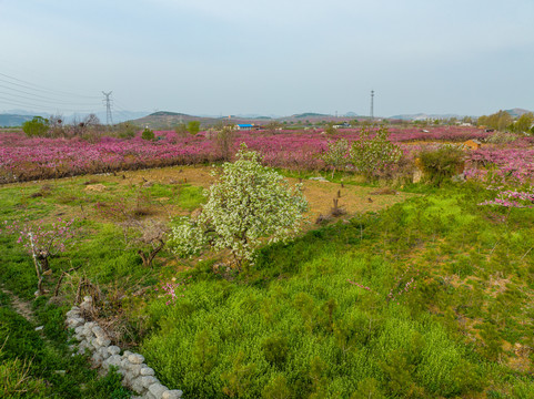 航拍济南仲宫东泉卢村万亩桃花