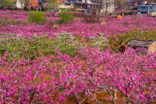 济南南部山区的桃花