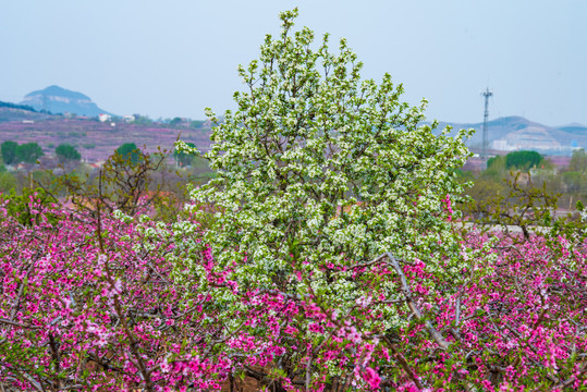 济南南部山区的桃花