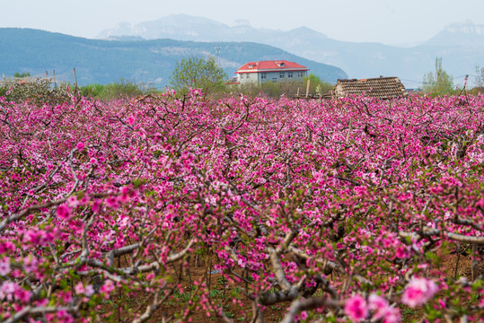 济南南部山区的桃花