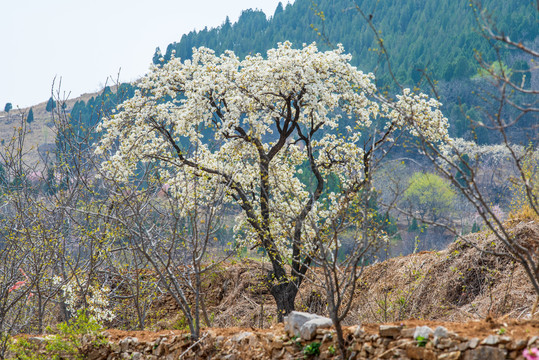 济南南部山区梨花