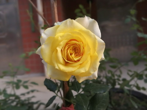 黄月季黄玫瑰