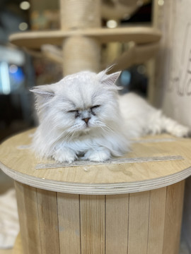 猫