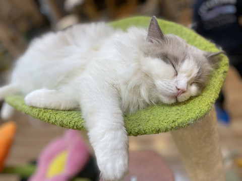 猫