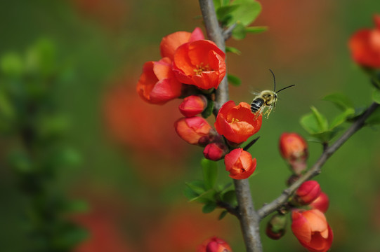 蜜蜂采蜜海棠花开
