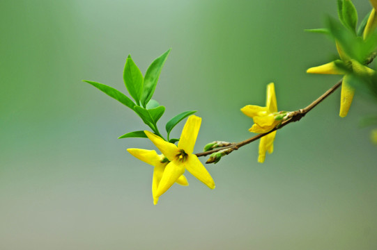 迎春花枝