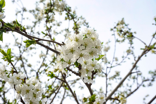 苹果花