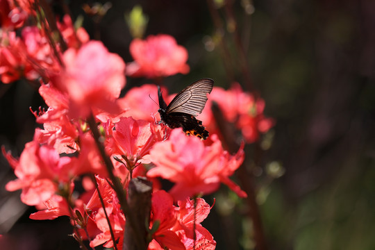 蝶恋花