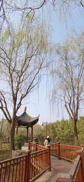 聊城春天