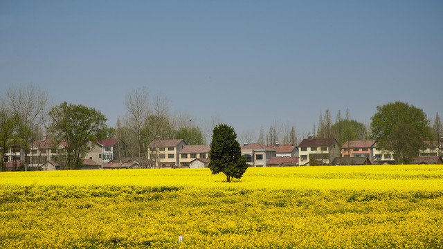 油菜花