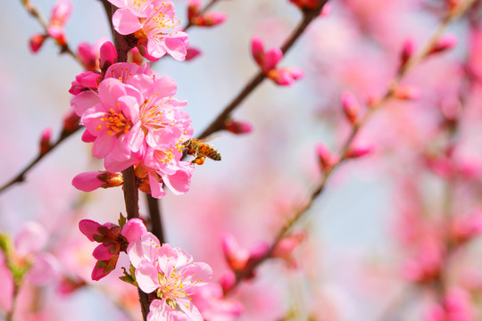 桃花图片