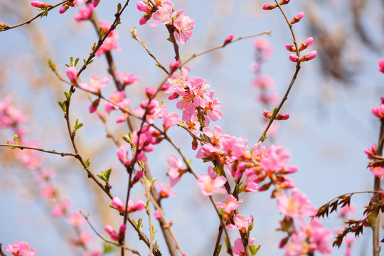 粉色桃花